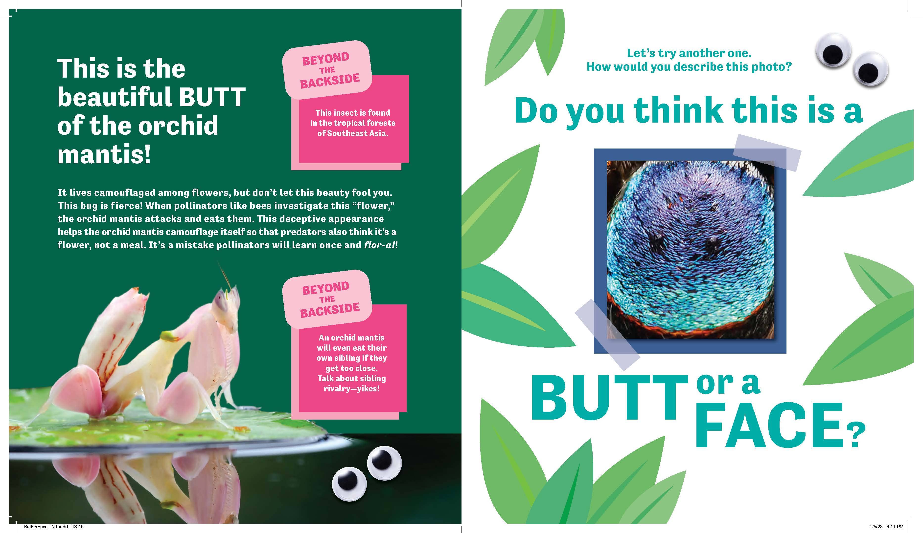 Butt or Face?