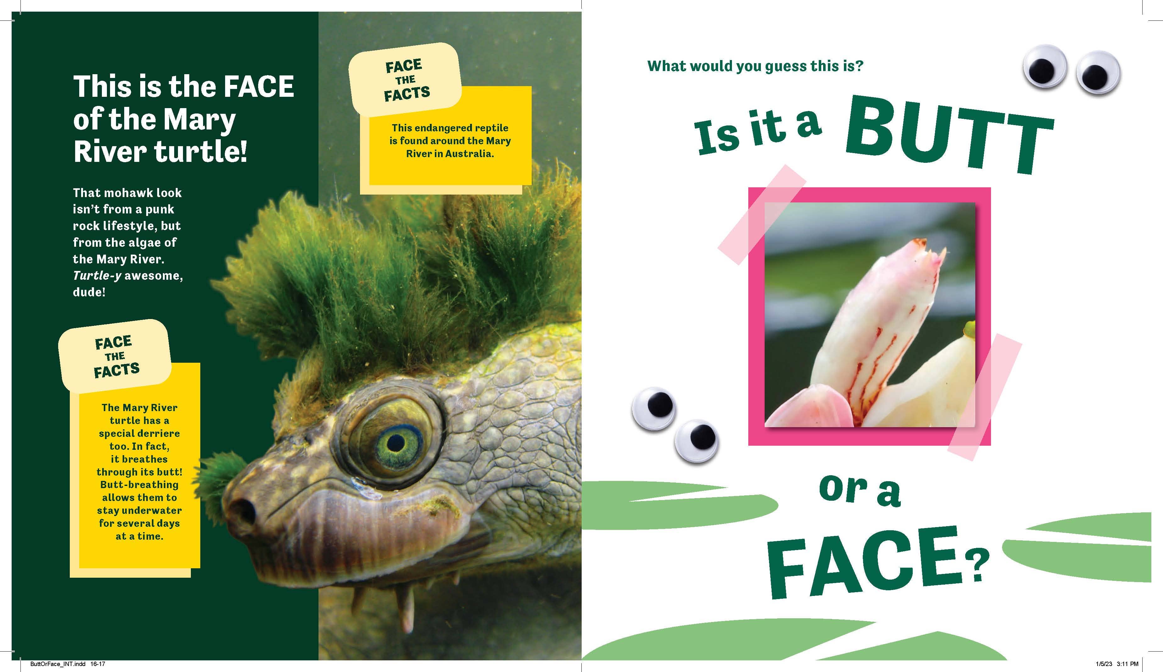 Butt or Face?
