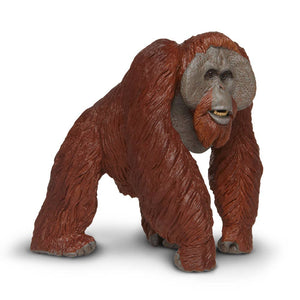 Bornean Orangutan - 112289